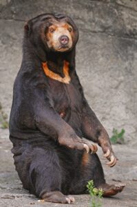 日清紡のクマは本物 ぬいぐるみ Cmに出演する熊がいる動物園はどこか調査 日清紡のクマは本物 ぬいぐるみ Cmに出演する熊がいる動物園はどこか調査