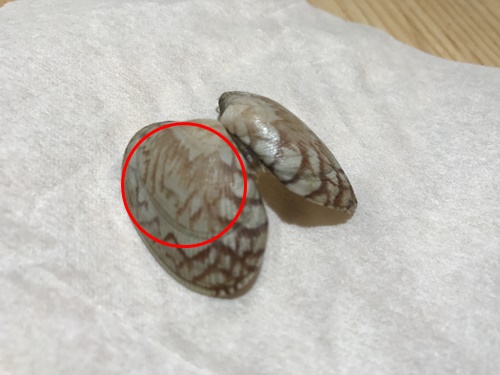 中国産のあさりの画像